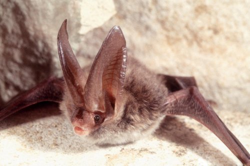 New Coronavirus Resistant to Vaccines Found in Bats