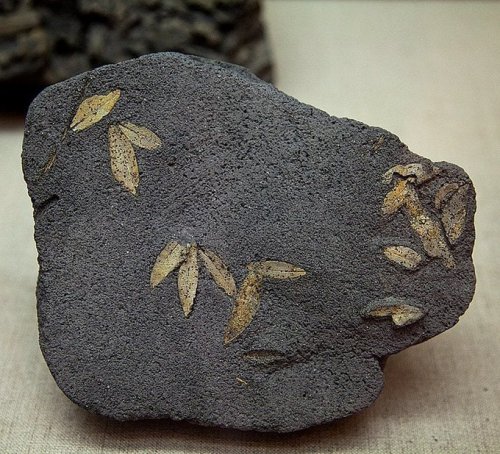 Fossilized Olive Leaves are Reminder of Prehistoric Volcano on Santorini