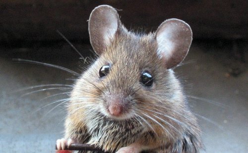 Mice Grow Bigger Brains When Given Human DNA, New Study Finds