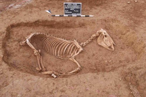 Ancient Roman Horse Cemetery Discovered in Germany