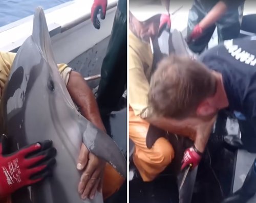 Dolphin Rescued Off Kalymnos Island By Greek Fishermen