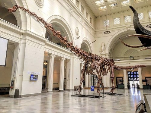 Man Found a 70-Million-Year-Old Dinosaur Fossil But Kept It Secret
