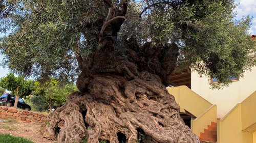 The World's Oldest Living Olive Tree is on Crete