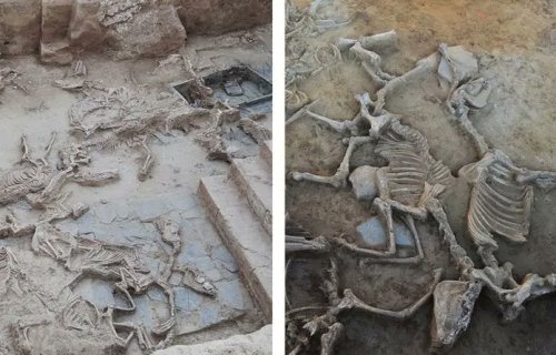 Site of Ancient Mass Animal Sacrifices Discovered in Spain