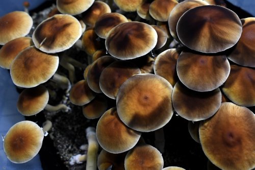 Advocates push for decriminalization of psilocybin mushrooms in Boulder