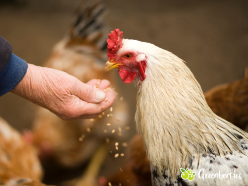 Hühnerhaltung – Die rote Vogelmilbe erfolgreich bekämpfen