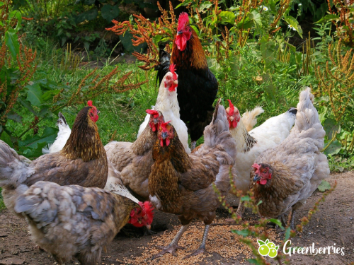 Rote Vogelmilbe – Prävention im Hühnerstall