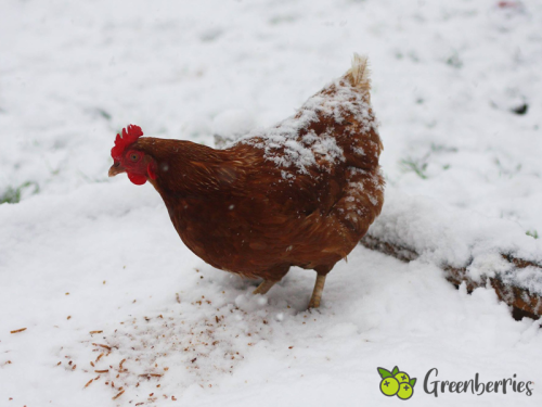Hühner im Winter – Was ihr bei der Haltung beachten solltet
