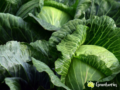 Dein Gemüsegarten im November: Tipps für die kalte Jahreszeit