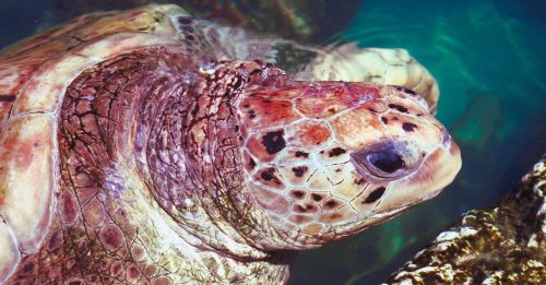 Visit a Turtle Sanctuary, Clean up the Beach, or Shell Out Donations for World Turtle Day