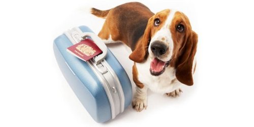 Viaggi in aereo: i cani potranno rimanere in cabina con noi