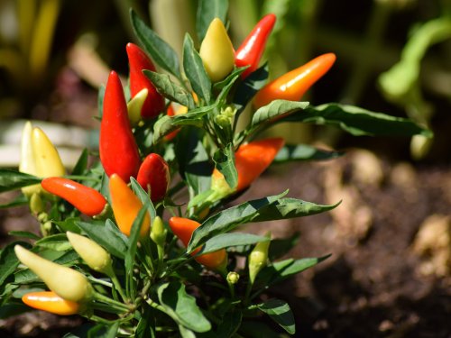 Chilli peppers, coffee, wine: how the climate crisis is causing food shortages