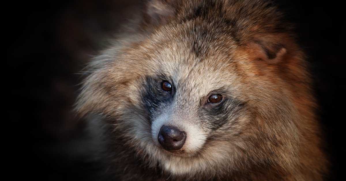 What is a raccoon dog? - cover