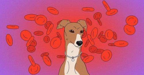 Dog blood donation is making pet medicine look more human
