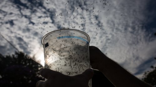 First GMO mosquitoes to be released in the Florida Keys