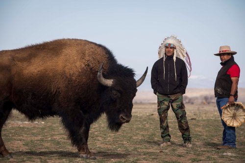 Wildlife, not livestock: Why the Eastern Shoshone in Wyoming are reclassifying buffaloes