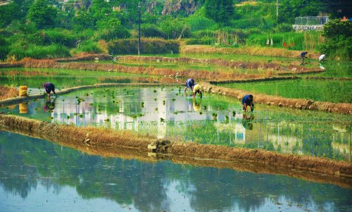 The ‘king of poisons’ is building up in rice
