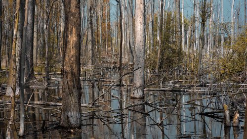 Ghost forests are eerie evidence of rising seas