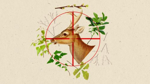 Deer are threatening American forests. Is more hunting the solution?