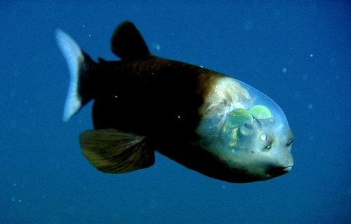 See-through fish reminds us that nature is way, way weirder than we can cope with