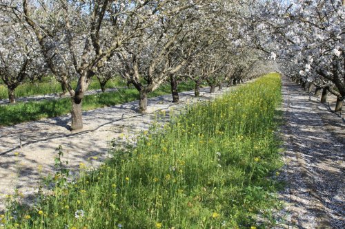 A chilling effect: How farms can help pollinators survive the stress of climate change