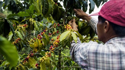 Colombian coffee farmers are paying the price for climate change