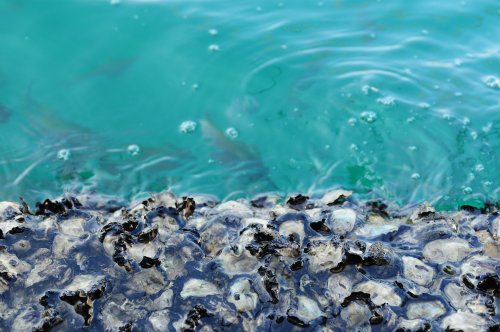 Science has a prescription for the ocean's heartburn. Some side effects are worth it.