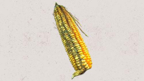 Corn Belt in Midwest could see aflatoxin on crops soon