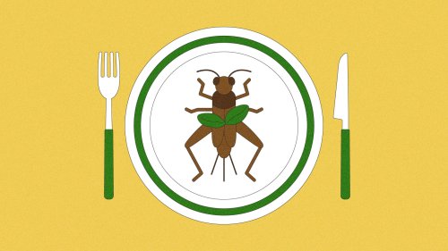 Will the U.S. ever embrace insect cuisine?