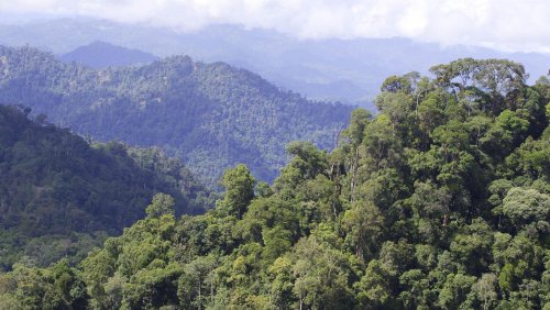 Deforestation and illegal evictions threaten Malaysia's Indigenous peoples