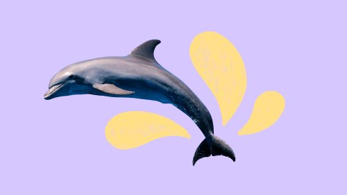 What the joy of dolphins can teach us about climate solutions