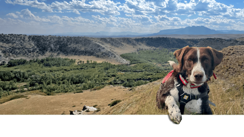 Can dogs track down the strange diseases spreading in Blackfeet Country?