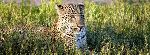 Die Leoparden von South Luangwa: Begegnung mit Afrikas elegantesten Jägern