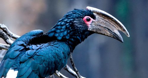 Die Vogelwelt an den Victoriafällen in Sambia: Ein Paradies für Naturliebhaber