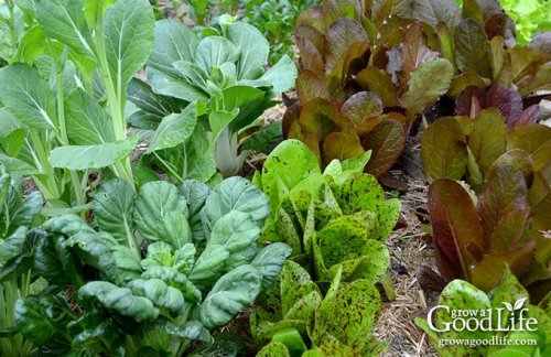 Vegetable Gardening Tips - cover