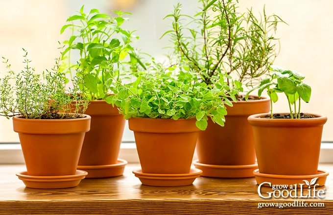 Growing herbs - cover
