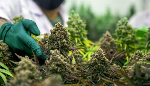 Harvesting cannabis | marijuana grow guide – part 5