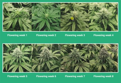 Cannabis flowering stage | marijuana grow guide – part 4