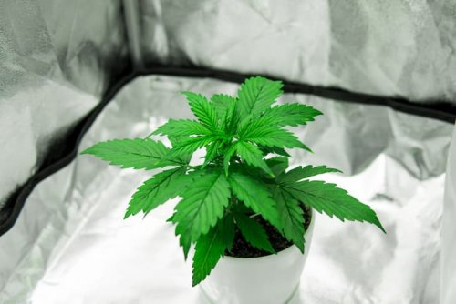 Cannabis vegetative stage | marijuana grow guide – part 3