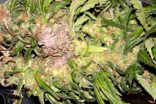 Most common cannabis diseases | GrowCola.com