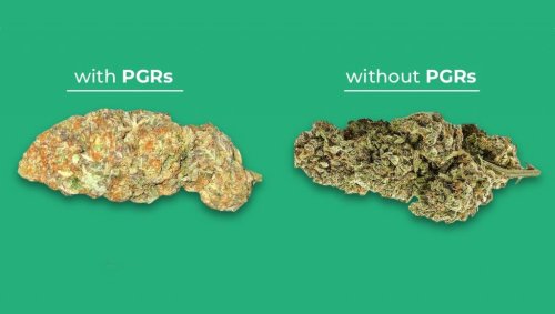 PGRs weed – All you need to know | GrowCola.com