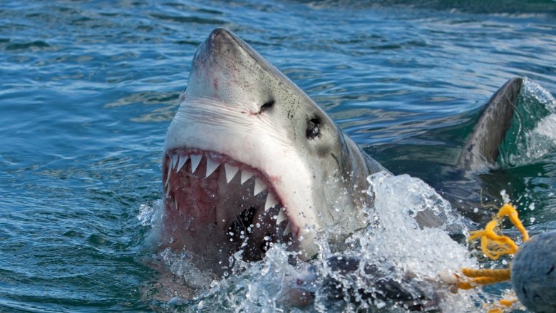 This Is The Most Dangerous Shark To Humans - Grunge