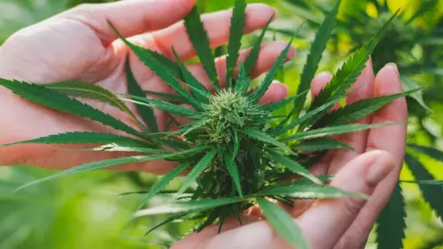 Details About Weed We Can't Ignore Anymore