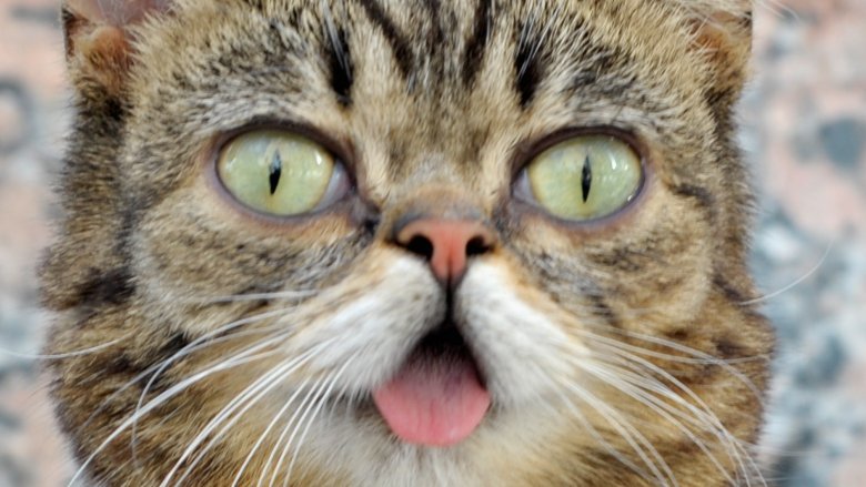Impressive Animals Who've Accomplished Amazing Things