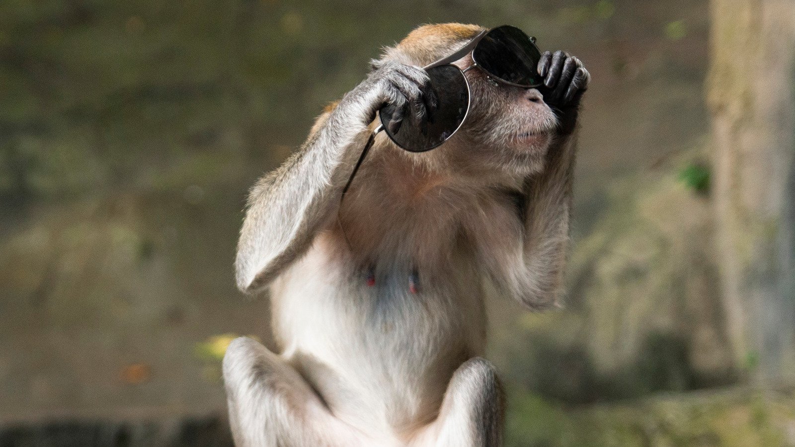 Animals With Human-Like Characteristics