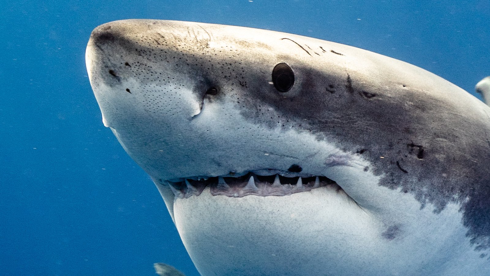 The Seemingly Friendly Animal That Sharks Want Nothing To Do With