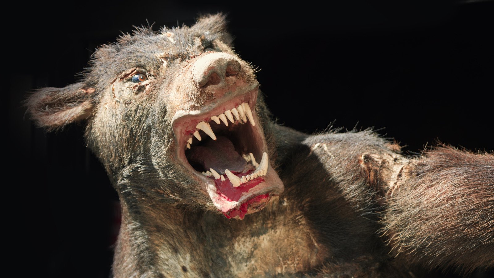 The Truth Behind Europe's Brutal Werewolf Trials - Grunge