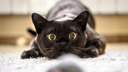 why-do-cats-bring-dead-animals-to-their-owners-flipboard