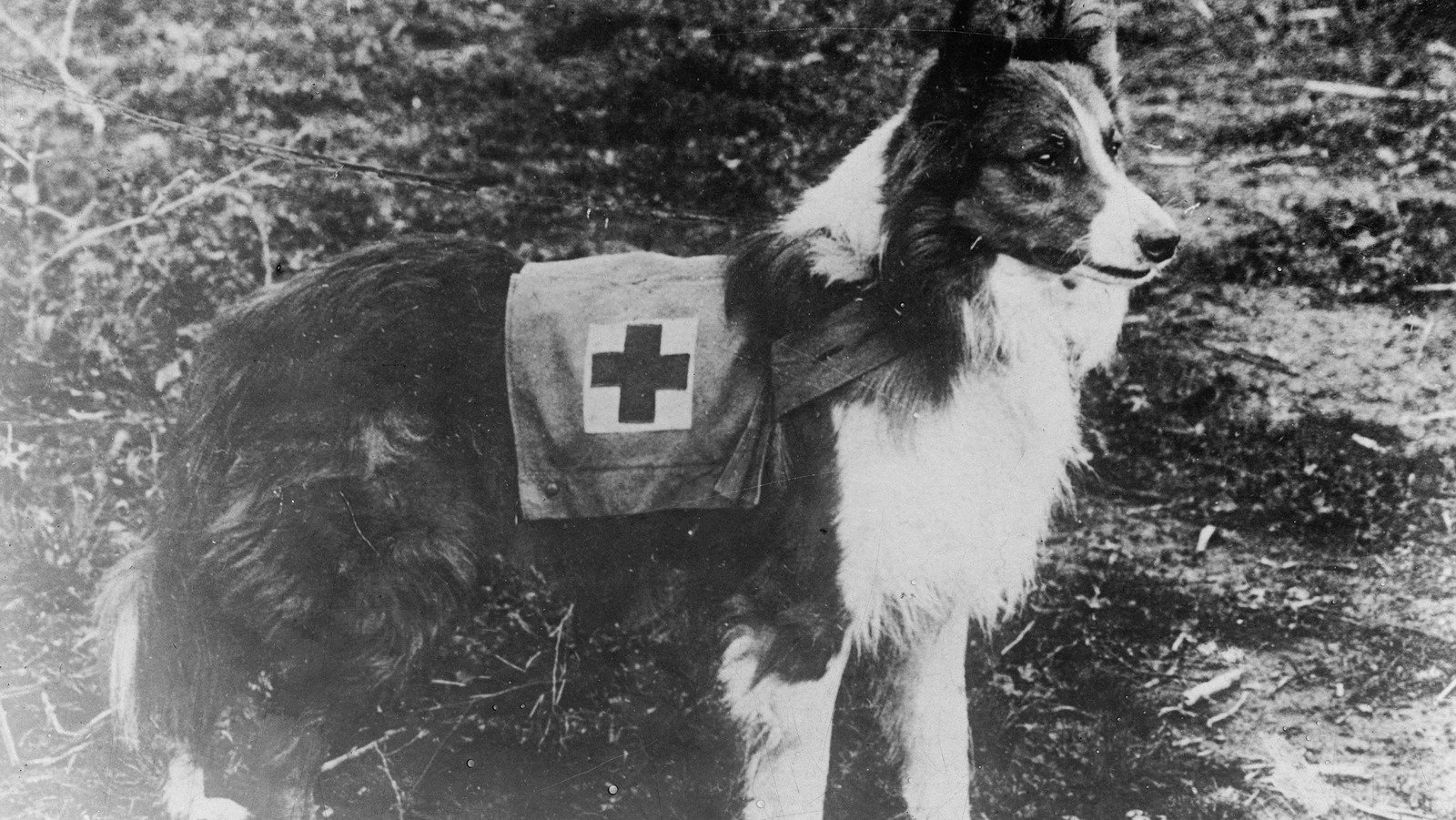 How Dogs Actually Played A Role In World War I - Grunge