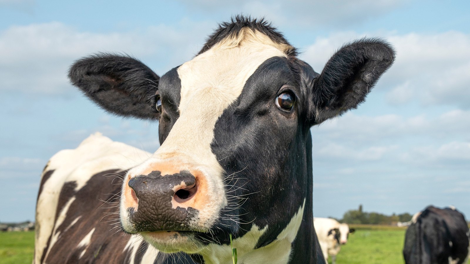 Queen Elizabeth II's Deep Affection For Cows